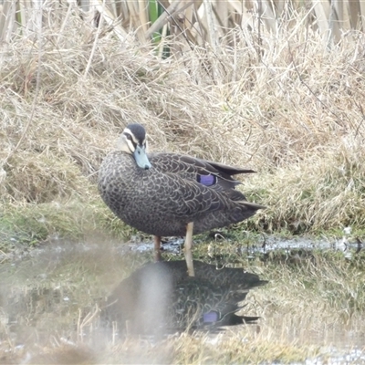 Anas superciliosa (Pacific Black Duck) at Fyshwick, ACT - 22 Aug 2025 by MatthewFrawley