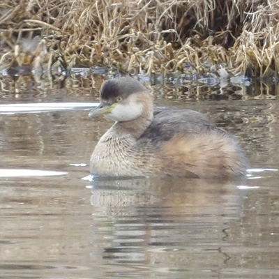 Tachybaptus novaehollandiae (Australasian Grebe) at Fyshwick, ACT - 22 Aug 2025 by MatthewFrawley