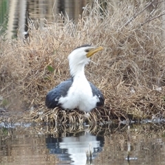 Microcarbo melanoleucos (Little Pied Cormorant) at Fyshwick, ACT - 22 Aug 2025 by MatthewFrawley