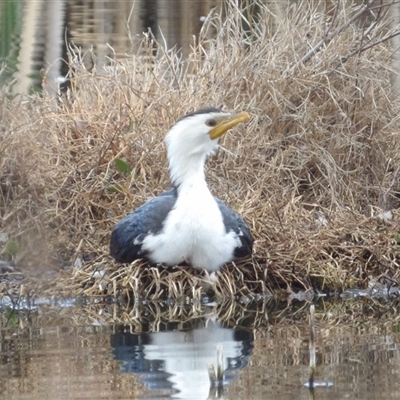 Microcarbo melanoleucos (Little Pied Cormorant) at Fyshwick, ACT - 22 Aug 2025 by MatthewFrawley