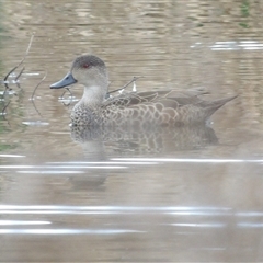 Anas gracilis (Grey Teal) at Fyshwick, ACT - 22 Aug 2025 by MatthewFrawley