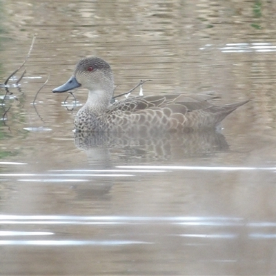 Anas gracilis (Grey Teal) at Fyshwick, ACT - 22 Aug 2025 by MatthewFrawley