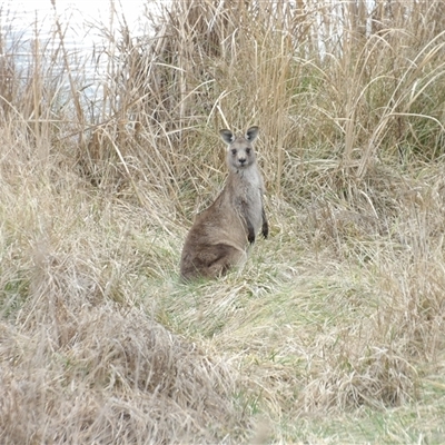 Macropus giganteus (Eastern Grey Kangaroo) at Fyshwick, ACT - 22 Aug 2025 by MatthewFrawley