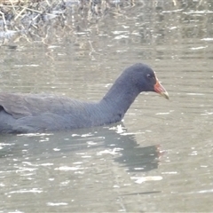 Gallinula tenebrosa (Dusky Moorhen) at Fyshwick, ACT - 22 Aug 2025 by MatthewFrawley