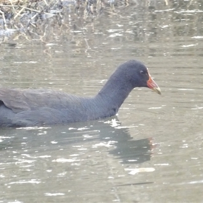 Gallinula tenebrosa (Dusky Moorhen) at Fyshwick, ACT - 22 Aug 2025 by MatthewFrawley