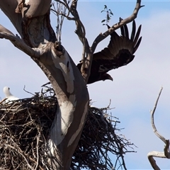 Aquila audax (Wedge-tailed Eagle) at Tharwa, ACT - 23 Aug 2025 by jb2602