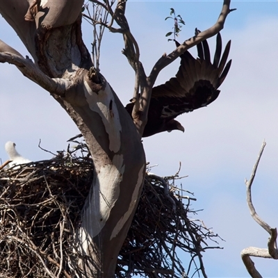 Aquila audax (Wedge-tailed Eagle) at Tharwa, ACT - 23 Aug 2025 by jb2602