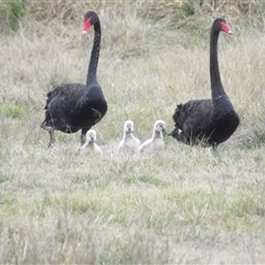 Cygnus atratus (Black Swan) at Fyshwick, ACT - 22 Aug 2025 by MatthewFrawley