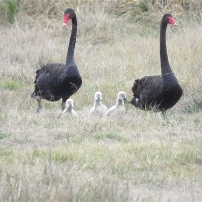 Cygnus atratus (Black Swan) at Fyshwick, ACT - 22 Aug 2025 by MatthewFrawley