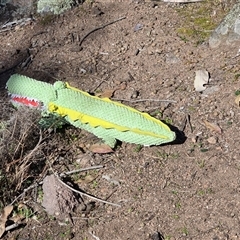 Unverified Crocodile at Symonston, ACT - 24 Aug 2025 by Mike