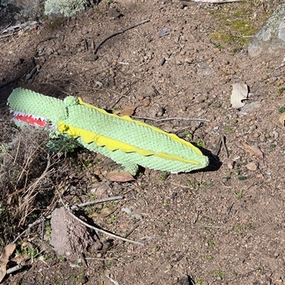 Unverified Crocodile at Symonston, ACT - 24 Aug 2025 by Mike