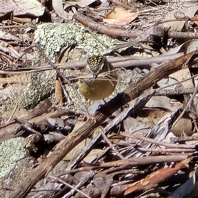 Pardalotus punctatus (Spotted Pardalote) at Symonston, ACT - 24 Aug 2025 by Mike