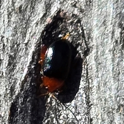 Arsipoda laeviceps (a red-legged flea beetle) at O'Malley, ACT - 24 Aug 2025 by Mike