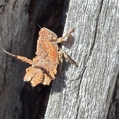 Platybrachys sp. (genus) (A gum hopper) at Symonston, ACT - 24 Aug 2025 by Mike