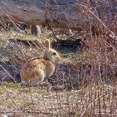 Oryctolagus cuniculus (European Rabbit) at Symonston, ACT - 24 Aug 2025 by Mike