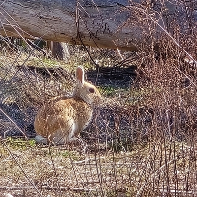 Oryctolagus cuniculus (European Rabbit) at Symonston, ACT - 24 Aug 2025 by Mike