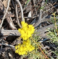 Acacia boormanii (Snowy River Wattle) at Kenny, ACT - 18 Aug 2025 by MPW