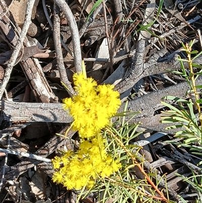 Acacia boormanii (Snowy River Wattle) at Kenny, ACT - 18 Aug 2025 by MPW