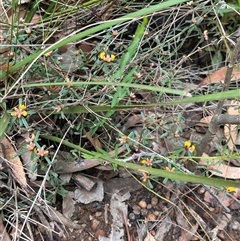 Pultenaea linophylla (Halo Bush-Pea) at Tomerong, NSW - 24 Aug 2025 by lbradley