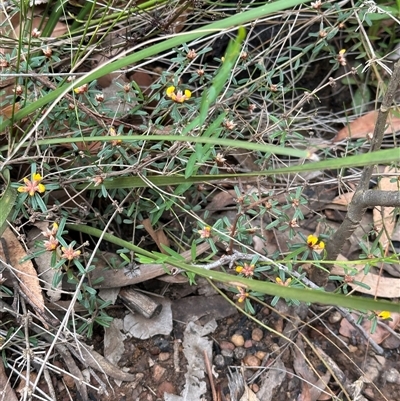 Pultenaea linophylla (Halo Bush-Pea) at Tomerong, NSW - 24 Aug 2025 by lbradley