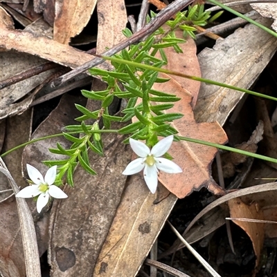 Rhytidosporum procumbens (White Marianth) at Tomerong, NSW - 24 Aug 2025 by lbradley