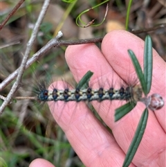 Aglaosoma variegata (Patterned Notodontid (Notodontidae) at Yerriyong, NSW - 24 Aug 2025 by lbradley