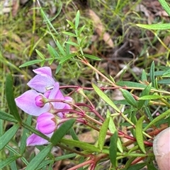 Boronia pinnata (Pinnate Boronia) at Yerriyong, NSW - 24 Aug 2025 by lbradley