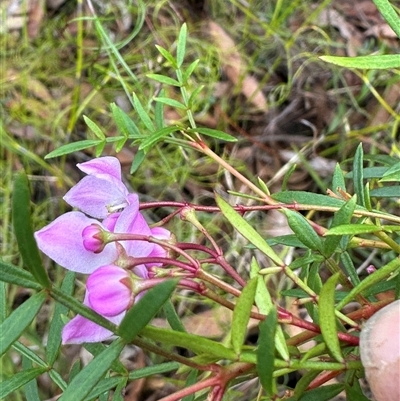 Boronia pinnata (Pinnate Boronia) at Yerriyong, NSW - 24 Aug 2025 by lbradley