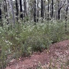 Hakea sericea (Needlebush) at Tomerong, NSW - 24 Aug 2025 by lbradley