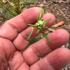 Poranthera corymbosa (Clustered Poranthera) at Tomerong, NSW - 24 Aug 2025 by lbradley