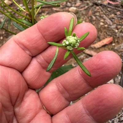 Poranthera corymbosa (Clustered Poranthera) at Tomerong, NSW - 24 Aug 2025 by lbradley