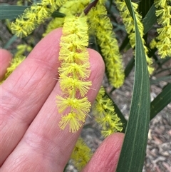 Acacia longifolia (Sydney Golden Wattle) at Tomerong, NSW - 24 Aug 2025 by lbradley