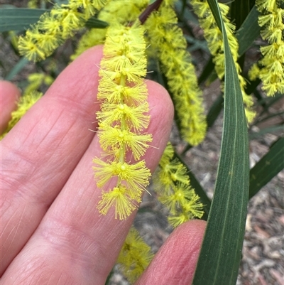 Acacia longifolia (Sydney Golden Wattle) at Tomerong, NSW - 24 Aug 2025 by lbradley
