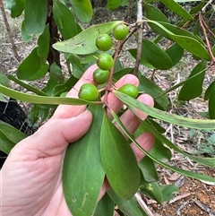Persoonia levis (Broad-leaved Geebung) at Yerriyong, NSW - 24 Aug 2025 by lbradley