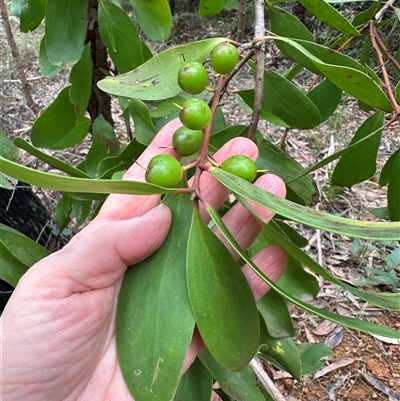 Persoonia levis (Broad-leaved Geebung) at Yerriyong, NSW - 24 Aug 2025 by lbradley
