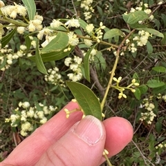 Acacia myrtifolia (Myrtle Wattle) at Yerriyong, NSW - 24 Aug 2025 by lbradley