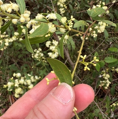 Acacia myrtifolia (Myrtle Wattle) at Yerriyong, NSW - 24 Aug 2025 by lbradley