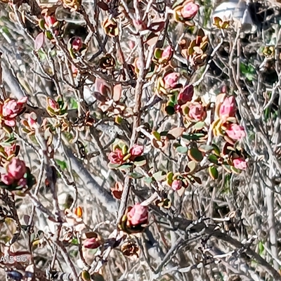 Brachyloma daphnoides (Daphne Heath) at Kenny, ACT - 18 Aug 2025 by MPW