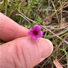 Tetratheca thymifolia (Black-eyed Susan) at Yerriyong, NSW - 24 Aug 2025 by lbradley