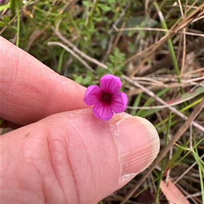 Tetratheca thymifolia (Black-eyed Susan) at Yerriyong, NSW - 24 Aug 2025 by lbradley