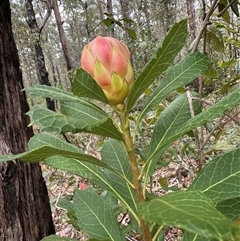 Telopea speciosissima (NSW Waratah) at Yerriyong, NSW - 24 Aug 2025 by lbradley