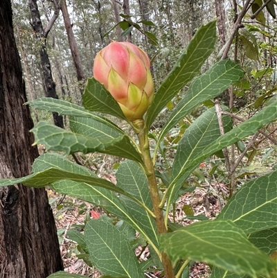 Telopea speciosissima (NSW Waratah) at Yerriyong, NSW - 24 Aug 2025 by lbradley
