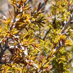 Calytrix tetragona (Common Fringe-myrtle) at Kenny, ACT - 18 Aug 2025 by MPW