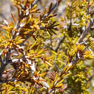 Calytrix tetragona (Common Fringe-myrtle) at Kenny, ACT - 18 Aug 2025 by MPW