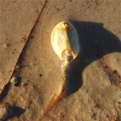 Triops australiensis (Tadpole Shrimp, Shield Shrimp) at Birdsville, QLD - 19 Aug 2025 by HelenCross