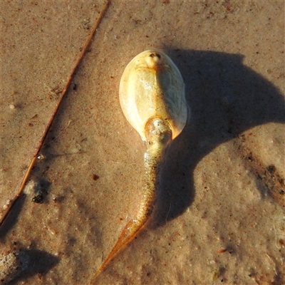 Triops australiensis (Tadpole Shrimp, Shield Shrimp) at Birdsville, QLD - 19 Aug 2025 by HelenCross