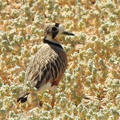 Peltohyas australis (Inland Dotterel) at Birdsville, QLD - 20 Aug 2025 by HelenCross