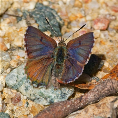 Paralucia crosbyi (Violet Copper Butterfly) at  - suppressed by DPRees125