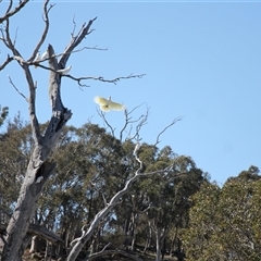Cacatua galerita (Sulphur-crested Cockatoo) at Whitlam, ACT - 24 Aug 2025 by VanceLawrence