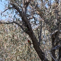 Platycercus eximius (Eastern Rosella) at Hawker, ACT - 24 Aug 2025 by VanceLawrence